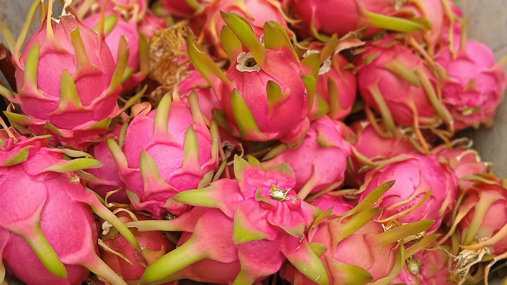 Close-up photograph of dragon fruit