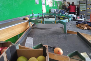 Geoogste persimmon wordt gesorteerd in het magazijn van Guadalhorce