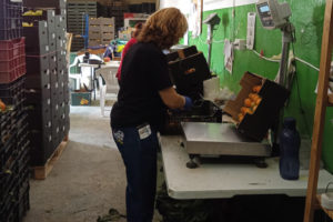 A worker in the Guadalhorce warehouse packing a box of persimmon