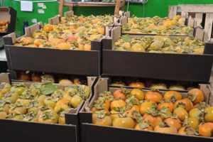 Boxes of persimmon ready for transporting