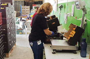Un trabajador en el almacén Guadalhorce Ecológico empaquetando una caja de caqui