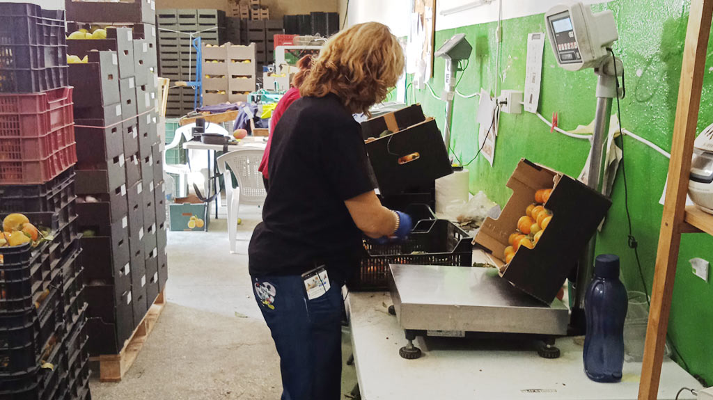 A worker in the Guadalhorce warehouse packing a box of persimmon