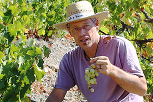 Carlo Sacchiero agachado junto a unas parras, sosteniendo un racimo de uvas blancas