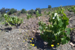 Grapevines growing in the sun, on the side of a hill