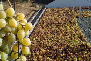 Uvas blancas expuestas al sol para su secado