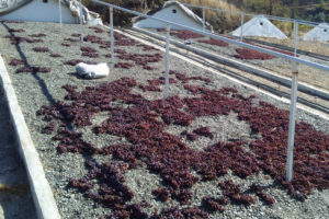 Uvas tintas expuestas al sol para su secado