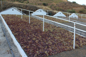Red and white grapes laid out in the sun to dry