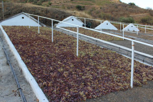 Raisins rouges et blancs étendus au soleil pour sécher