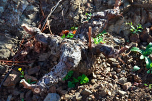 A grapevine root with some new shoots