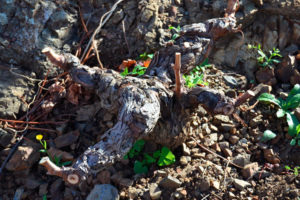 Une racine de vigne avec quelques nouvelles pousses