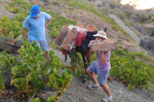 Uvas recogidas en cajas y transportadas en burro desde una pendiente pronunciada