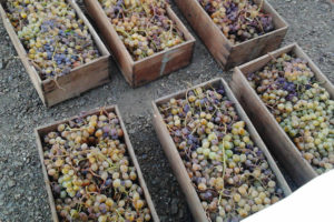 Boxes of harvested grapes, ready to be dried