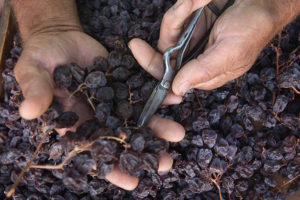 Dried red grapes being cut from their stems