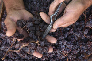 Raisins rouges séchés coupés de leurs tiges