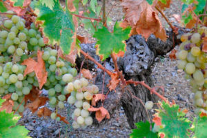 Vines and bunches of grapes growing from a root