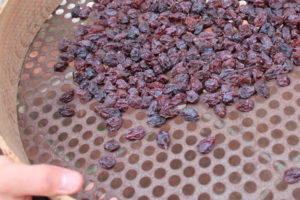 Dried grapes being cleaned