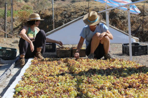 Dried grapes laid out on a large flat area in the sun, being inspected