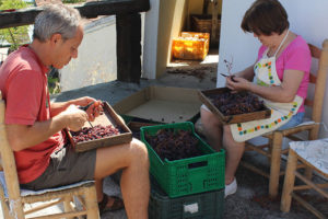 Una pareja sentada al aire libre con cajas de uvas cosechadas, cortando sus tallos