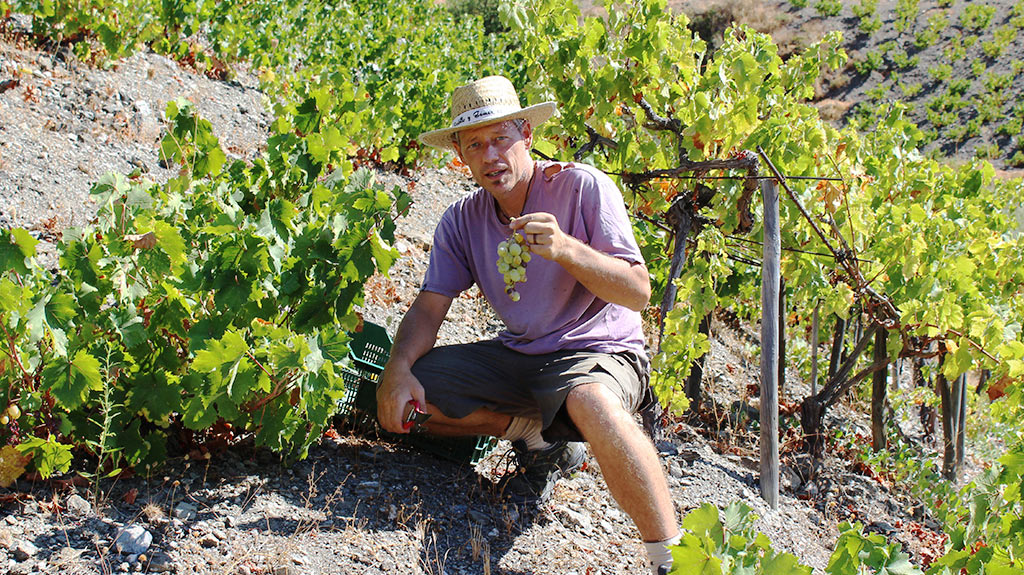 Carlo Sacchiero agachado junto a unas parras, sosteniendo un racimo de uvas blancas