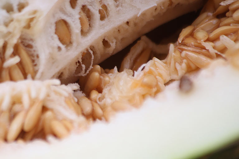 Close up of the seeds inside a Piel de Sapo melon
