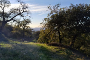 Una vista de colinas y robles