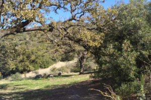 A view of oak trees, with a group of pigs foraging