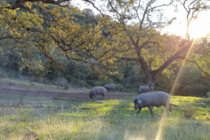 Pigs running beneath oak trees