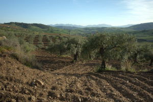 A panorama of olive trees