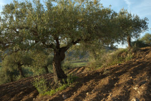 An olive tree on the side of a hill