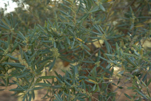 Fleur d'olivier