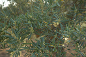 Olive blossom