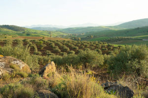 View from a hill over a field of olive trees