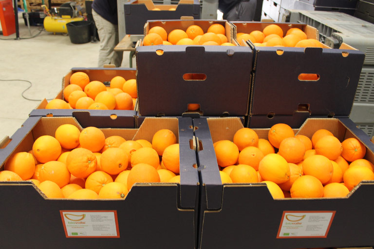 Boxes of oranges being prepared for shipping