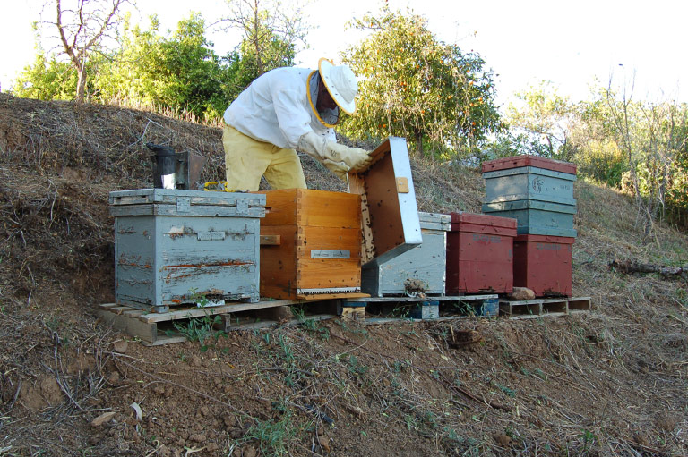 A row of five beehives being checked by a beekeeper