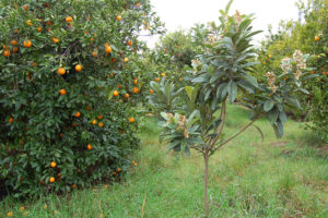 Sinaasappelbomen omgeven door gras