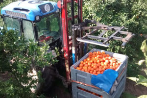 A tractor being used to collect harvested oranges