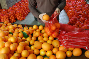 Las naranjas se colocan a mano en una red roja