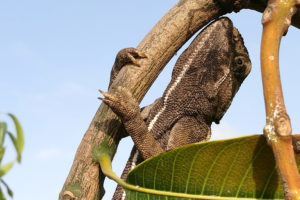 Un lézard grimpant à un arbre