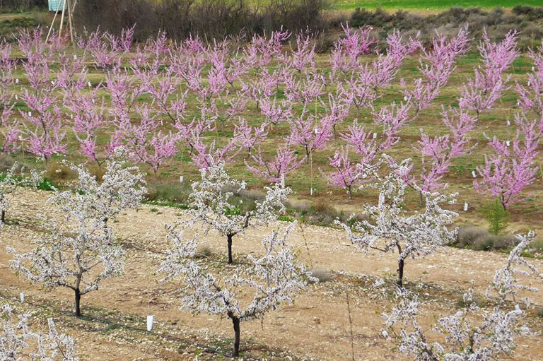 Rows of trees with white and pink blossom
