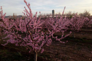 Trees with pink blossom