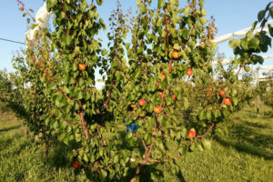 Een boom met rood fruit