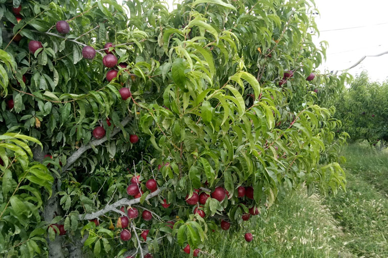 Een boom met rood fruit