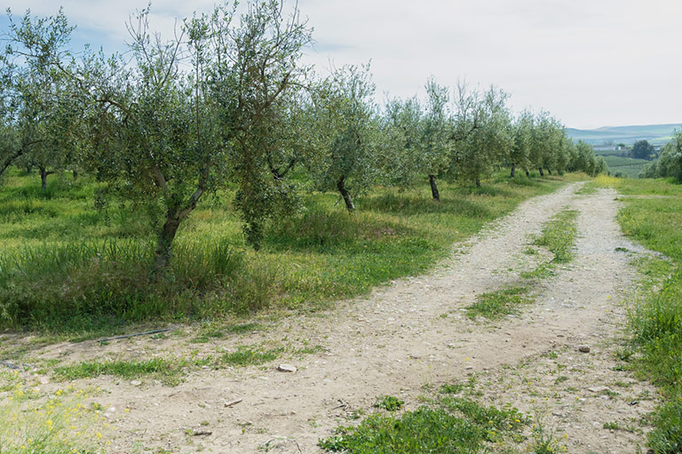 A dirt track marking the border of a field of olive trees