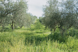 Rows of olive trees in a meadow