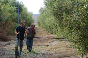 Two workers walking between olive trees