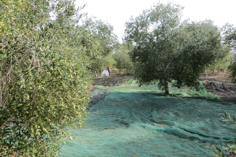 Nets laid out around olive trees, to collect harvested olives