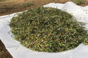 A blanket full of harvested olives