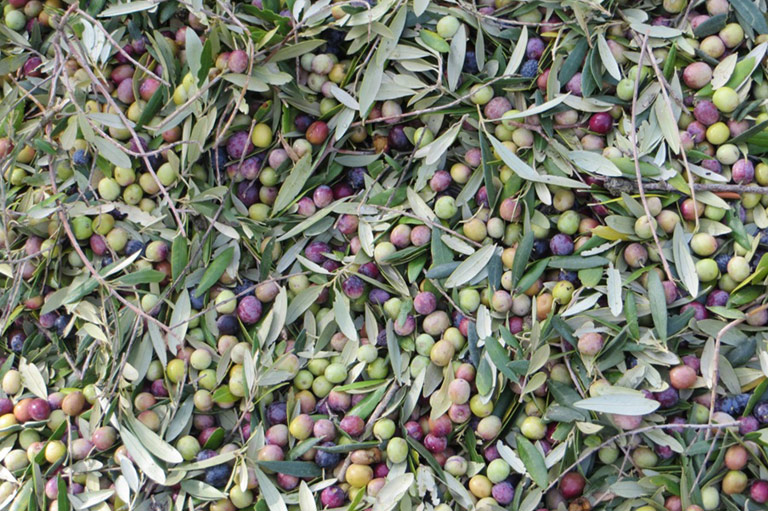 A collection of olives
