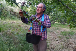 Paco Aceras recogiendo cerezas con un cubo