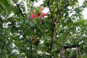 Un ouvrier dans un arbre ramassant des cerises